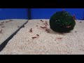 Neocaridina davidi "red sakura"