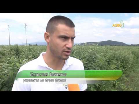 Видео: Отглеждане на цариградско грозде от резници - Как да размножаваме резници от цариградско грозде
