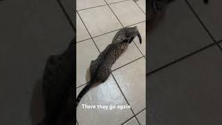 Link vs Geno again… #cat #kitten #shorts