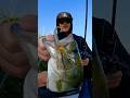 Bait Finesse Buzzbait That SLAYS!