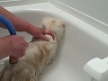 Proper Method for Bathing a Cat