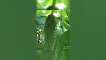 После этого Огурцы не желтеют! Это спасет огурцы от болезней!