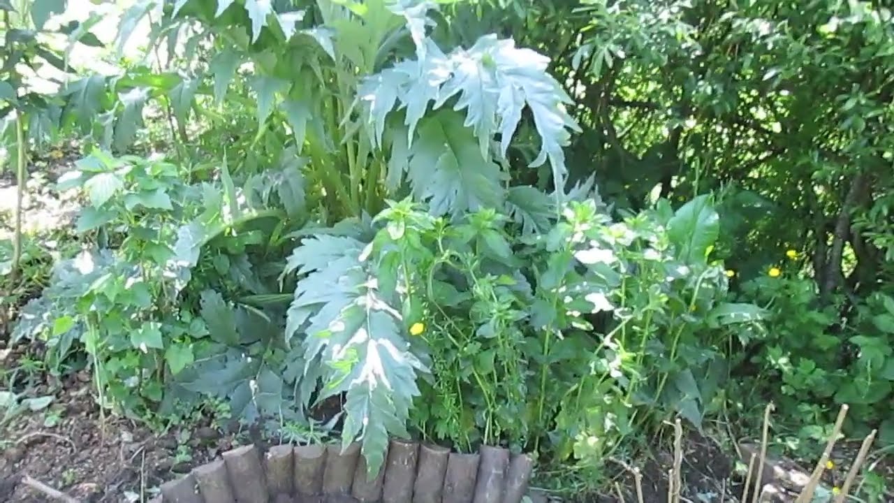 Temenos Meditation Garden walk Lancaster 28th May 2022