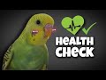 8 signs that your BUDGIE is healthy | health check ☑