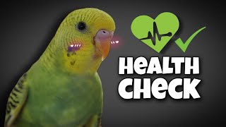 8 Signs That Your BUDGIE is Healthy