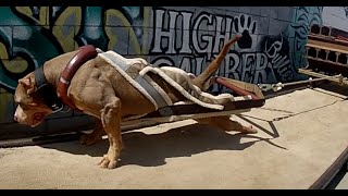 The World's Strongest Pit Bulls use Bully Max