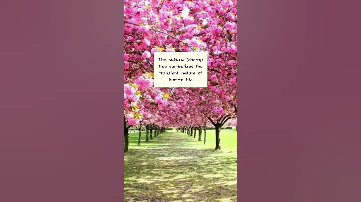 Sakura - Cherry Blossoms