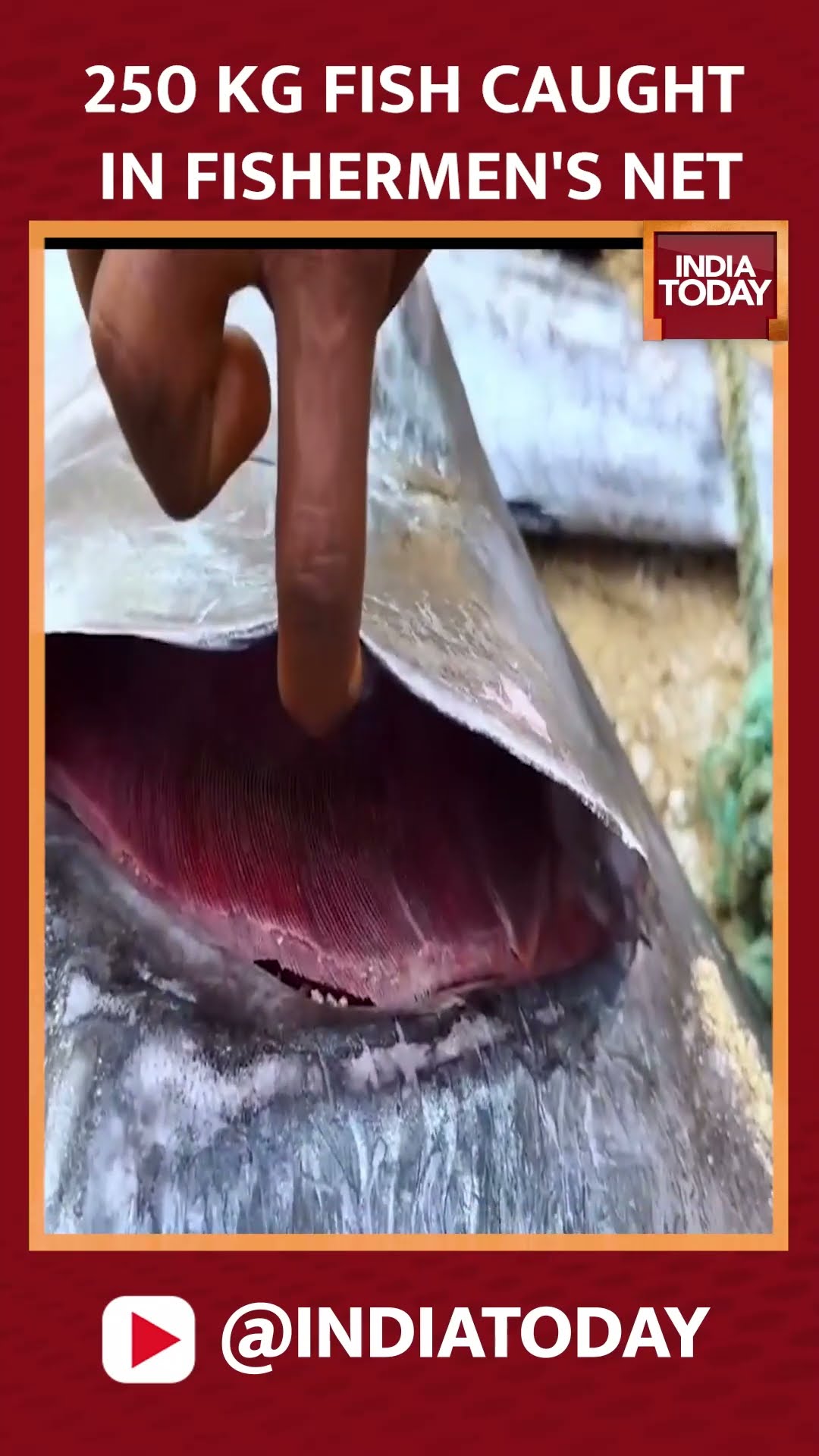 A 250-kg-fish caught in fishermen's net | India Today