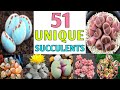 Rare and Unusual Succulent Varieties | A Visual Guide for Plant Enthusiasts