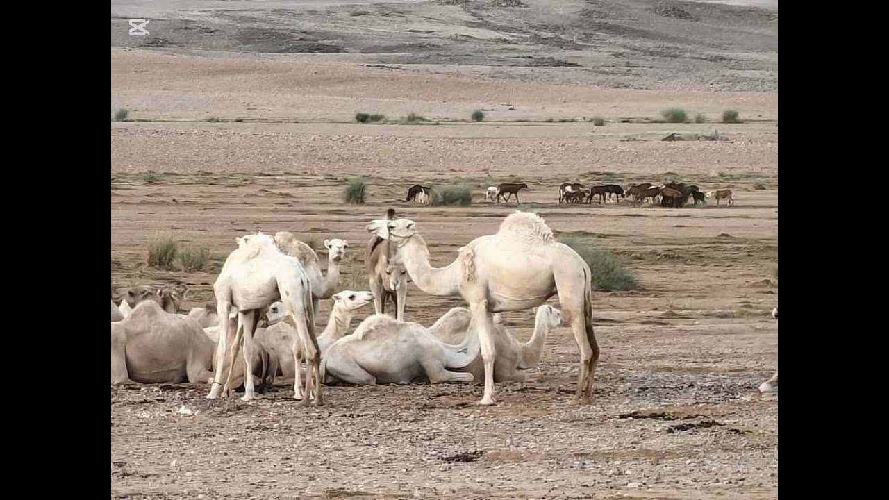 ياوني لمة الفنان المهدي شياخ 