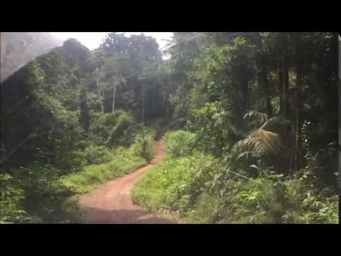 Suriname jungle