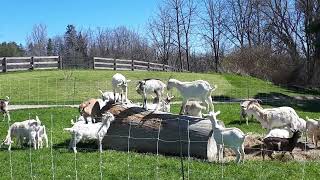 EcoHerd Fun: Goats Playing on Giant Tree Trunk!