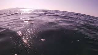 Подводная Охота, Приморский край, Красивый Зимний  Freedive,2024, Трепанг, Гребешок, Асцидия, Медуза