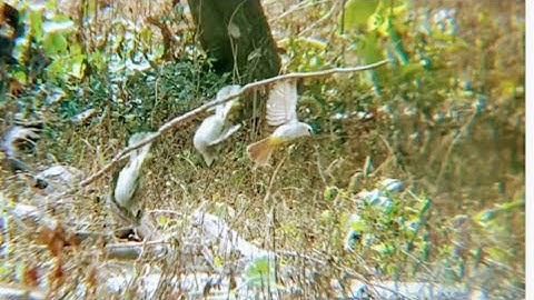 mikat burung trucuk dapat spot melimpah...