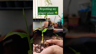Download Lagu Repotted my ginger plant. it's gonna rain ginger now 😂☘️😂#gardening #garden #ginger #growyourownfood MP3