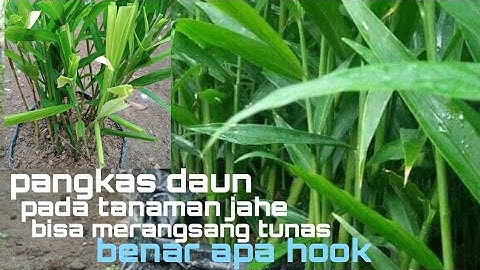PRUNING,PADA TANAMAN JAHE DI POLYBAG BENAR UNTUK PERBANYAK TUNAS