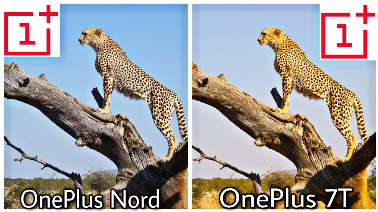 OnePlus Nord Vs OnePlus 7T Camera Test