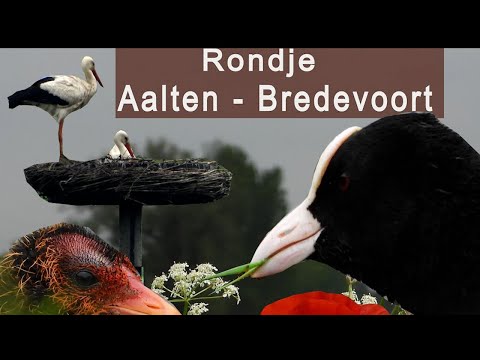 Fietsen door de Achterhoek | Aalten || Bredevoort | Robert Berkelder