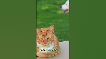 What is Machine Learning Explained in 1 Minute | #artificialintelligence     #shortsfeed #ai