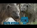 Prehistoric Planet Ice Age Cave Hyena Screen Time 