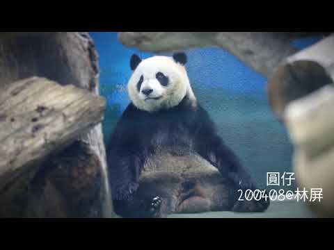 等門圓仔小熊！20200408