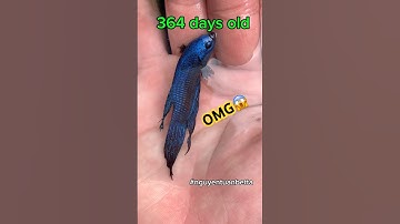 wild betta fish development and growth🐠#betta #wildbetta #bettafishtank