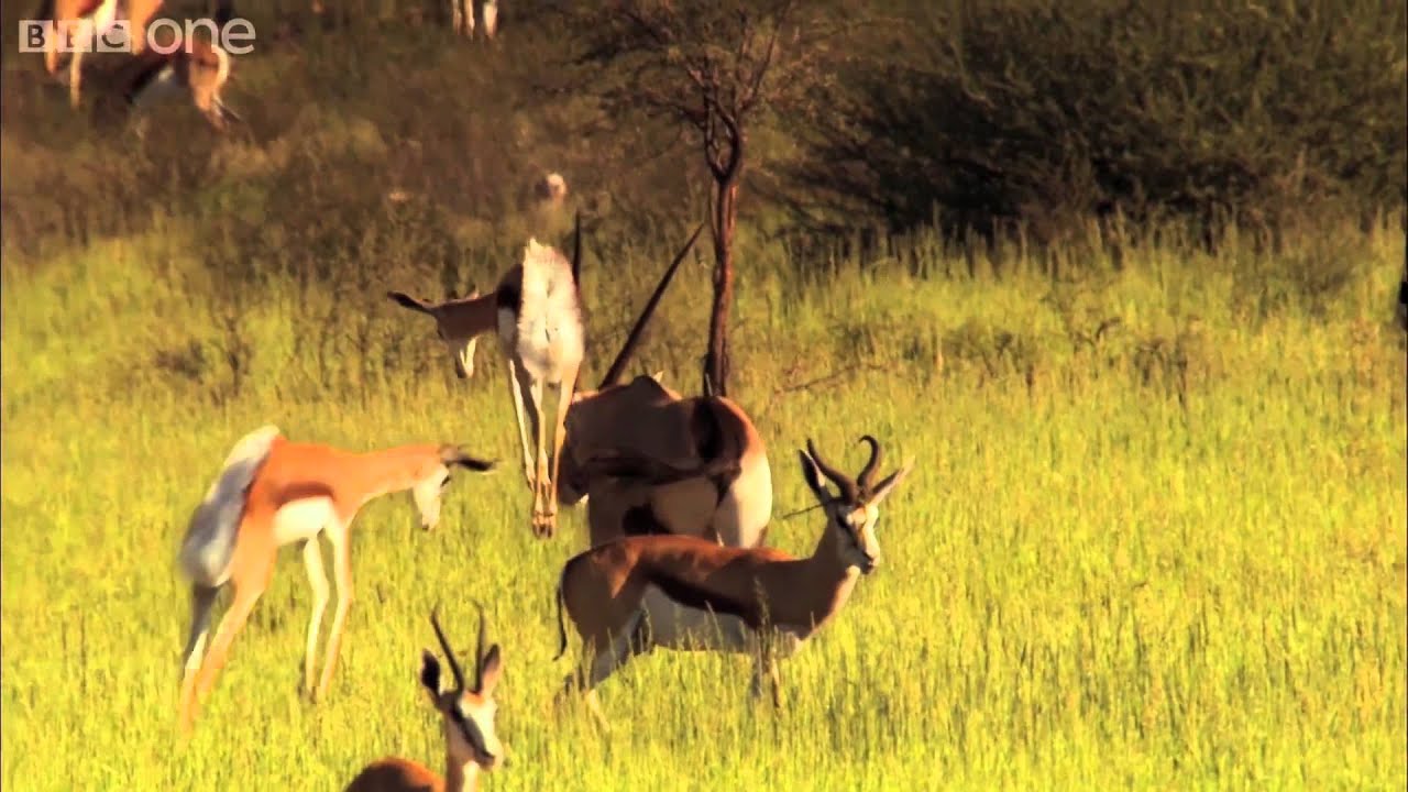 SPRINGBOK FOREVER YouTube