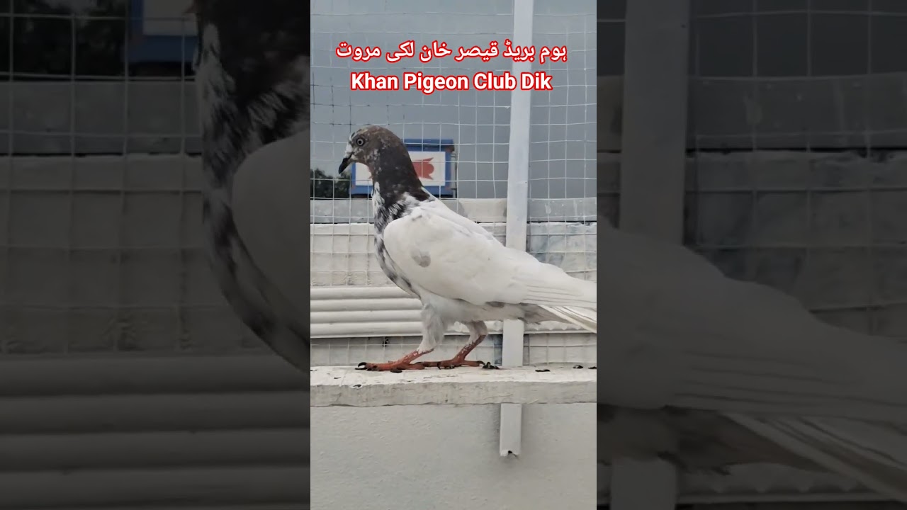 pigeon 
