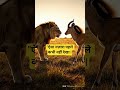 "ऐसा नज़ारा पहले कभी नहीं देखा | चील बनाम चीता"..🐅