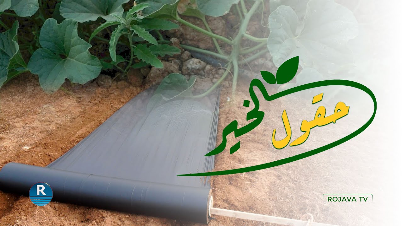 البطيخ الأصفر.. الموسم التشريني في الرقة