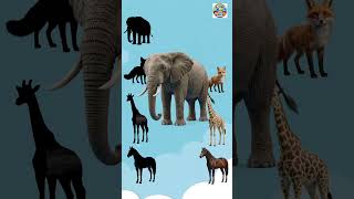 👉 Can YOU Guess the Animal from Shadow? 😳🐻 #shorts