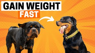 How to Help your Rottweiler Gain Weight?