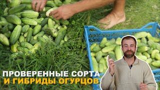 Огурцы в открытом грунте и теплице. Отличия в агротехнике.