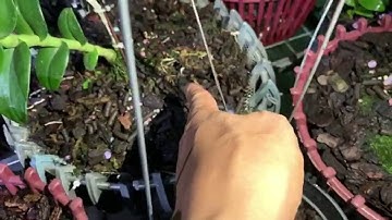 Chém Gió Bên Em PT lá Lỗi Tòe Loe