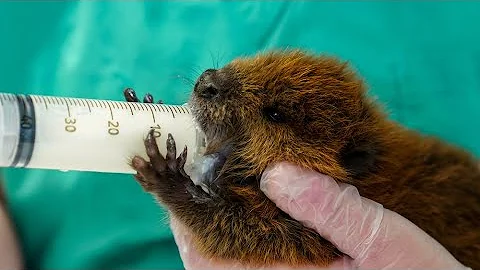 Orphaned baby beavers crisscross New York state fo...