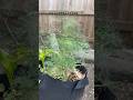 Dillydallying in the Garden 🫪🕺 #gardening