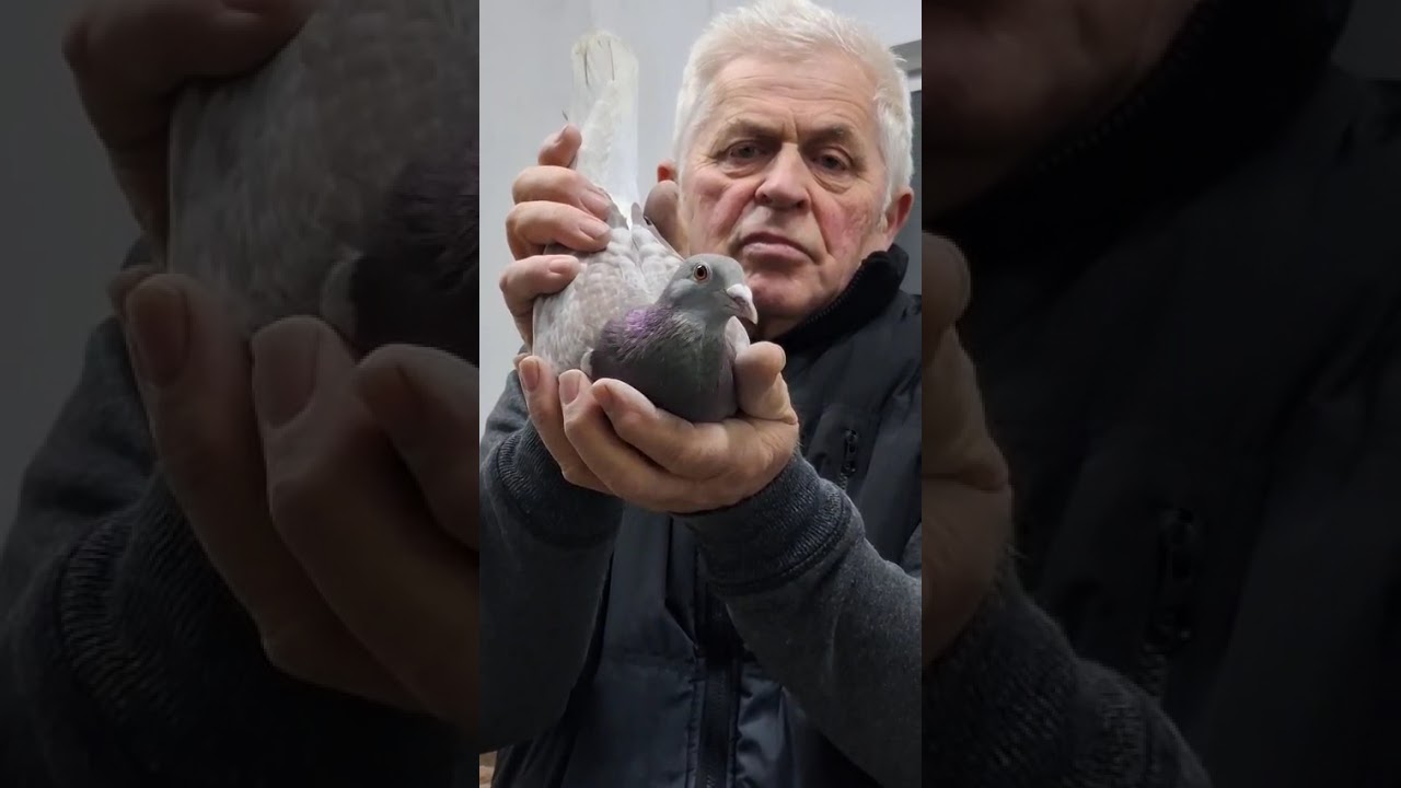 Sprzedam super gołębie pocztowe tel.725 620 102 