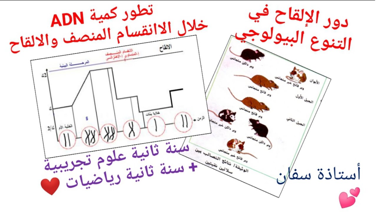 أبسط شرح لدرس دور الإلقاح في التنوع + تطور كميةADN خلال الإنقسام المنصف والإلقاح✌ #العلوم_بكل_سهولة