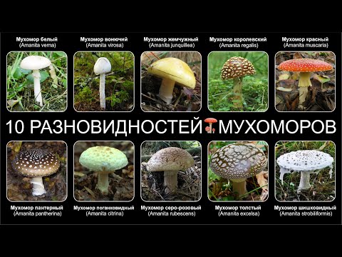 Топ 10 РАЗНОВИДНОСТЕЙ ГРИБОВ МУХОМОРОВ