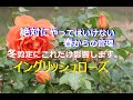 イングリッシユローズ 絶対にやってはいけない春からの管理 冬剪定にこんなに影響します。