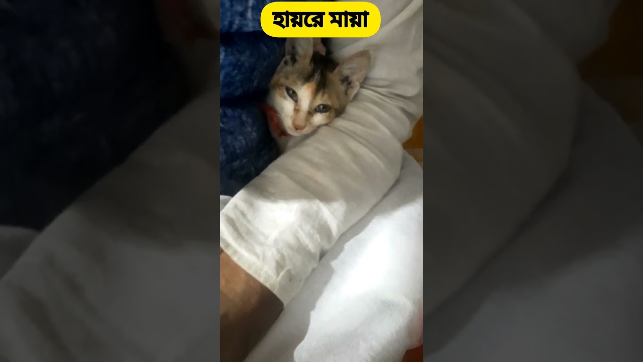 হায়রে মায়া 