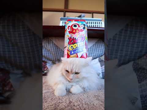 とんがりコーン こどもの日 240505 #cat #のせ猫 #ネコ #のせ猫 #ネコ #かご猫