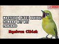 MASTERAN PLECI DAKBAL NEMBAK WIT WIT PANJANG NGEBREN CIBLEK GUNUNG