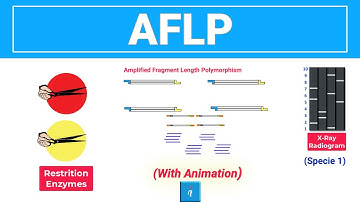 AFLP | Amplified Fragment Length Polymorphism (with animation)