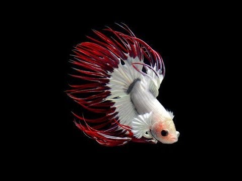 Calon juara  Kontes  ikan  cupang  Halfmoon Halfmoon betta 