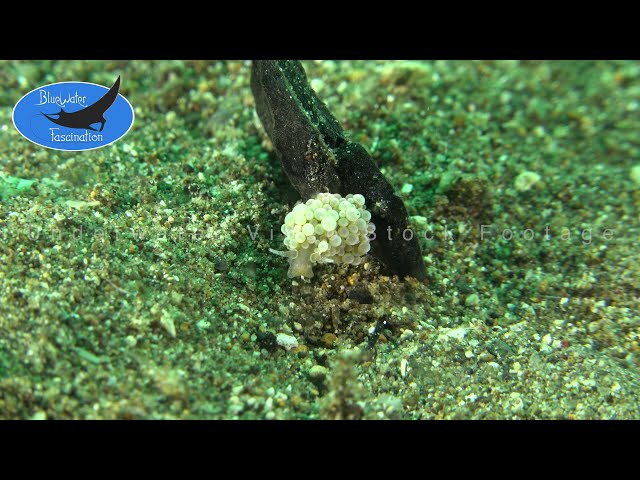 0134_bubble nudibranch. 4K Underwater Royalty Free stock Footage.