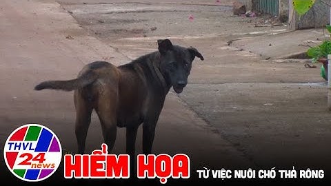 Hiểm họa từ việc nuôi chó thả rông