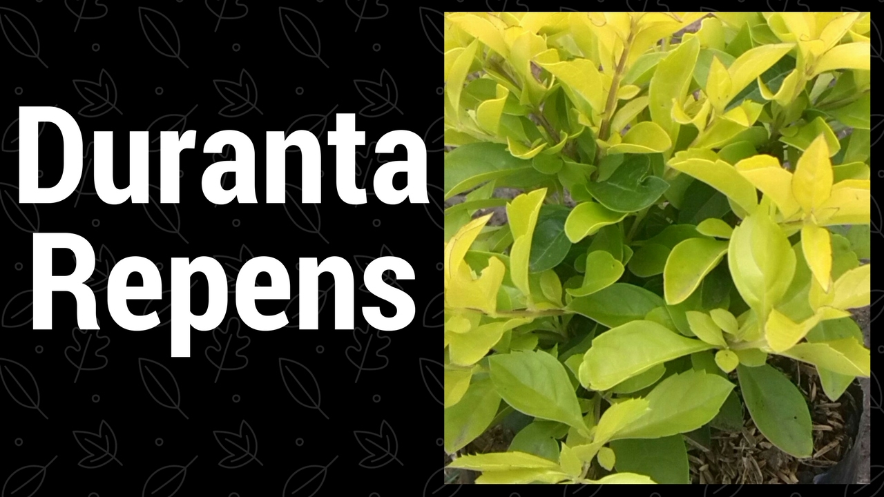 Duranta, como producirla en vivero