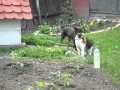 Cat and dog love story  2011