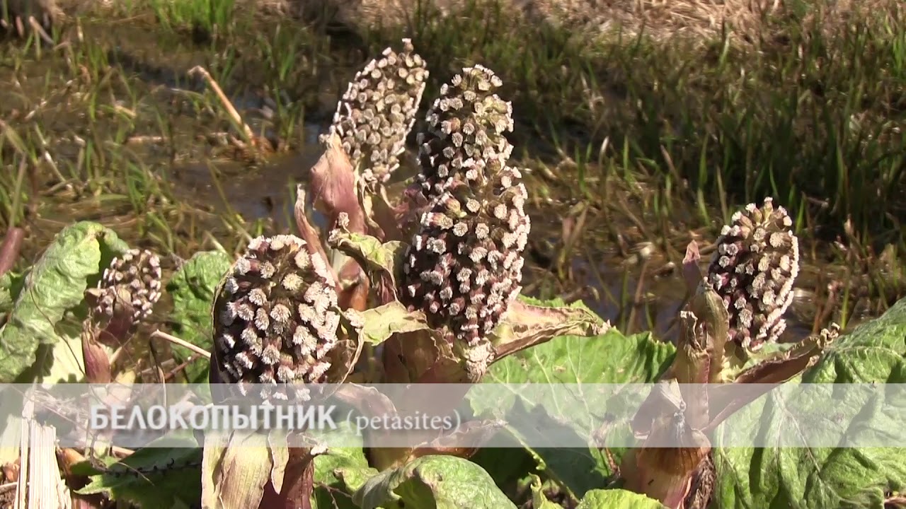 белокопытник - YouTube